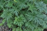 Aconitum lamarckii