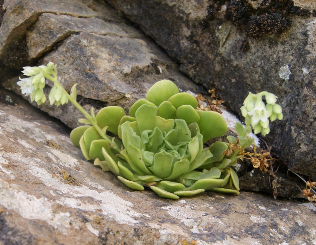 Изображение особи Rosularia radiciflora.