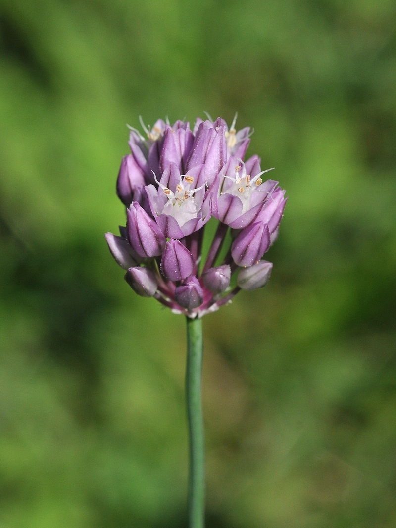 Image of Allium fuscoviolaceum specimen.