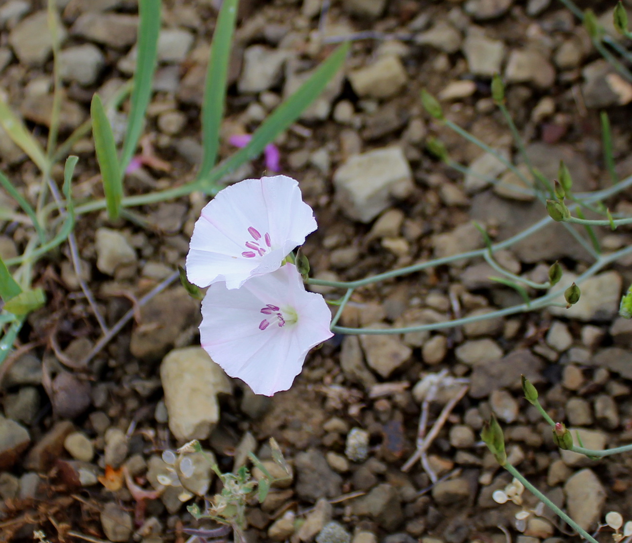 Image of Convolvulus askabadensis specimen.