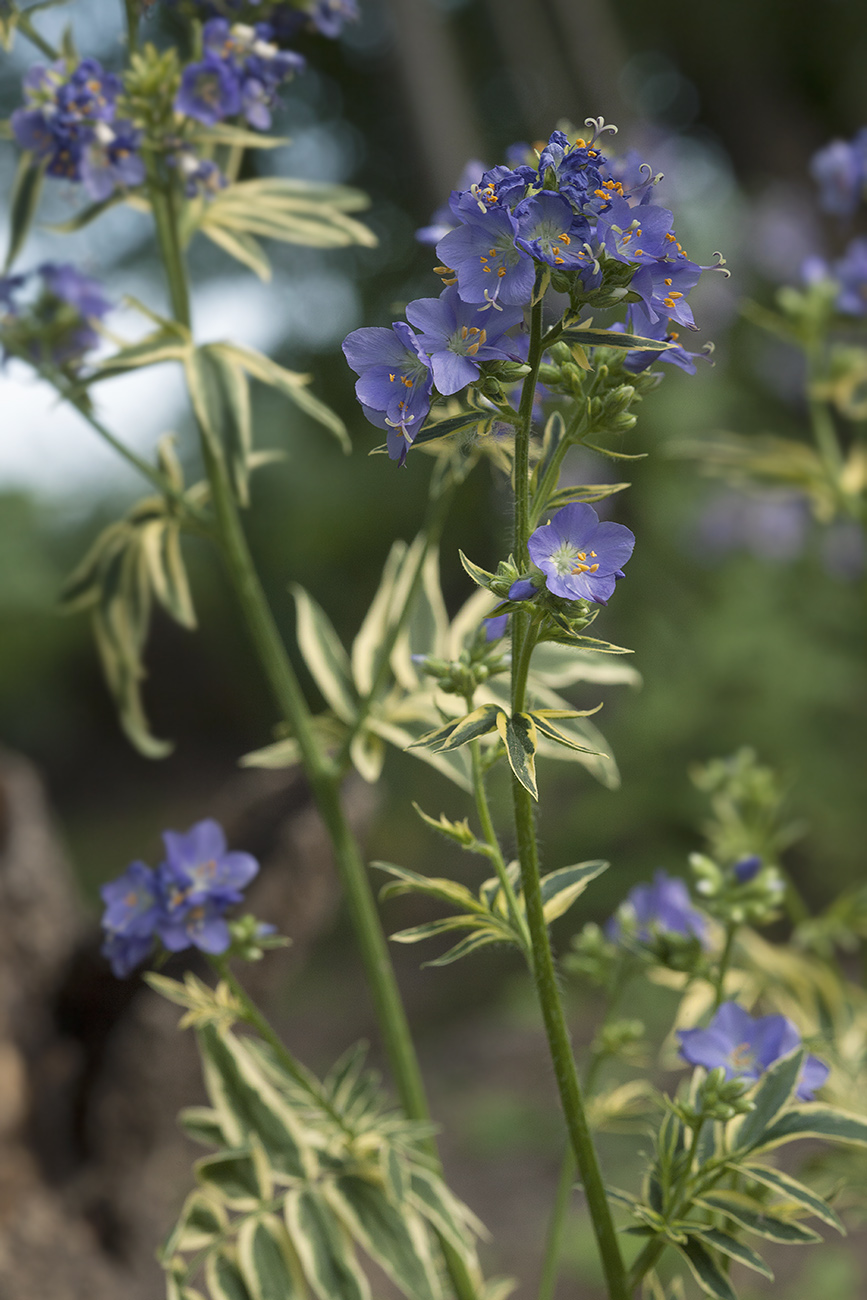 Изображение особи Polemonium caeruleum.