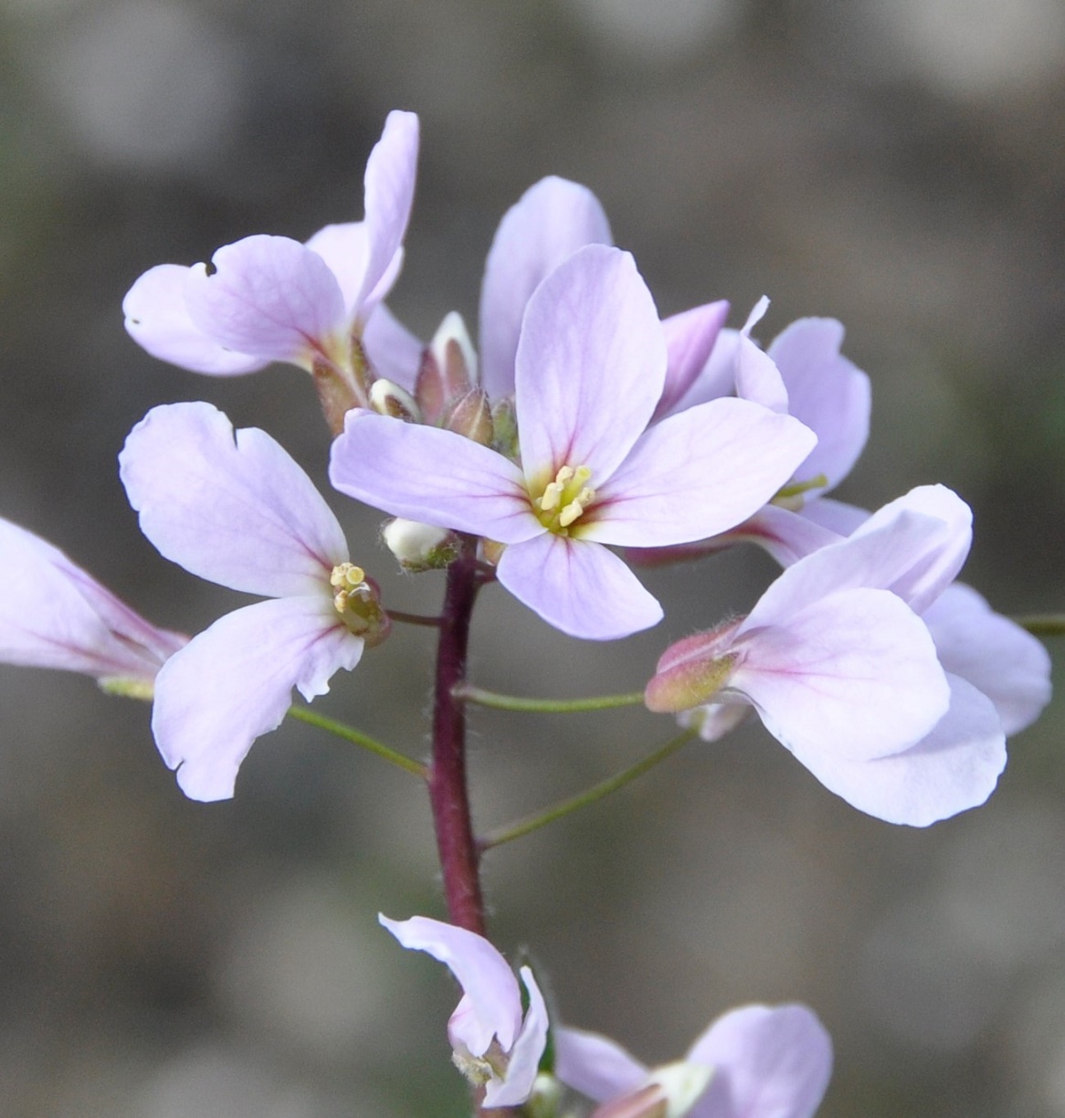 Изображение особи Arabis purpurea.