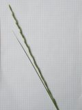 Image of taxon representative. Author is Андрей Любченко