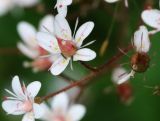 Saxifraga umbrosa