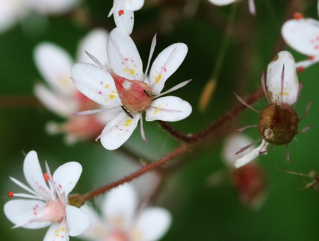 Image of Saxifraga umbrosa specimen.