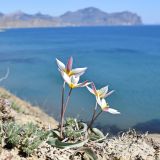 Tulipa biflora