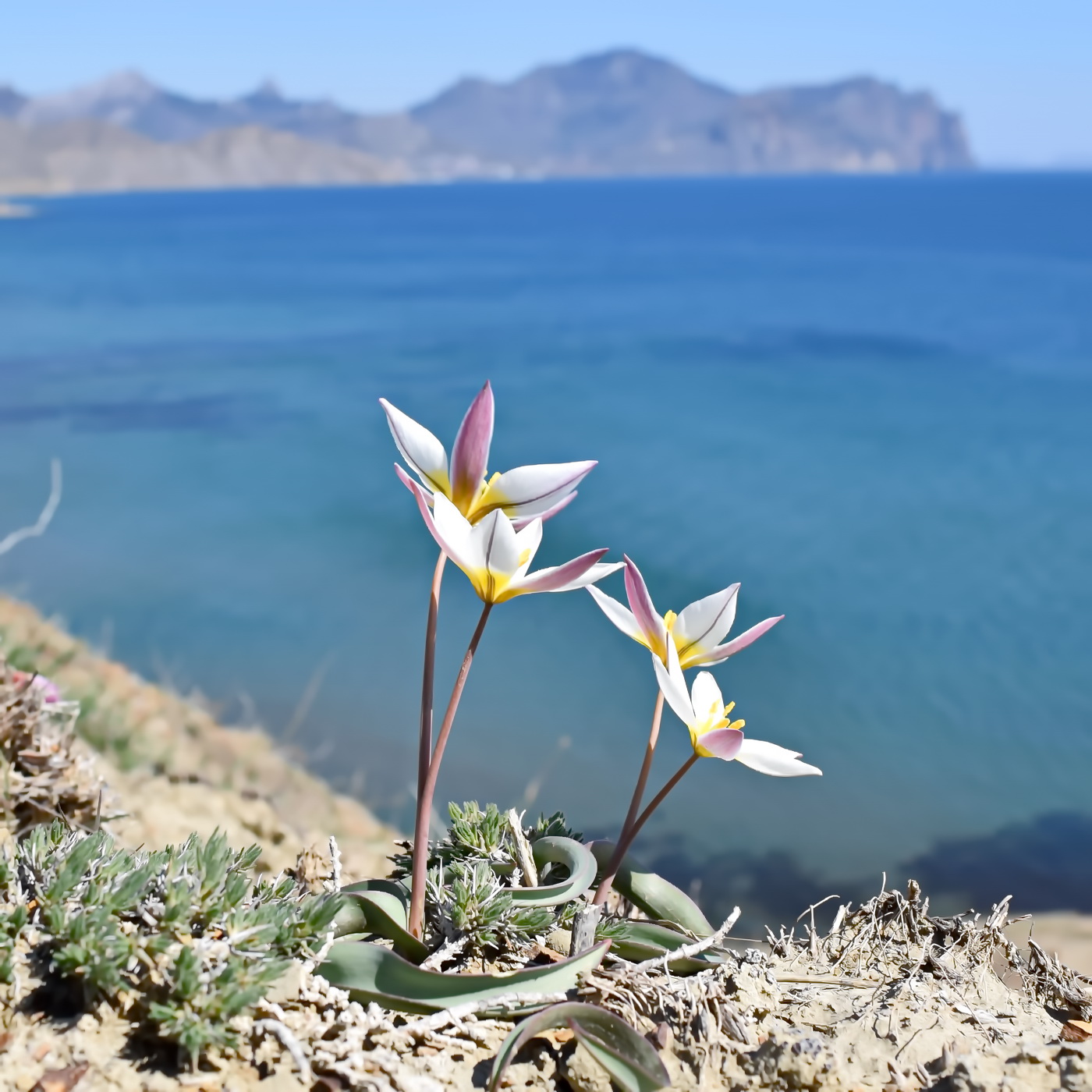 Изображение особи Tulipa biflora.