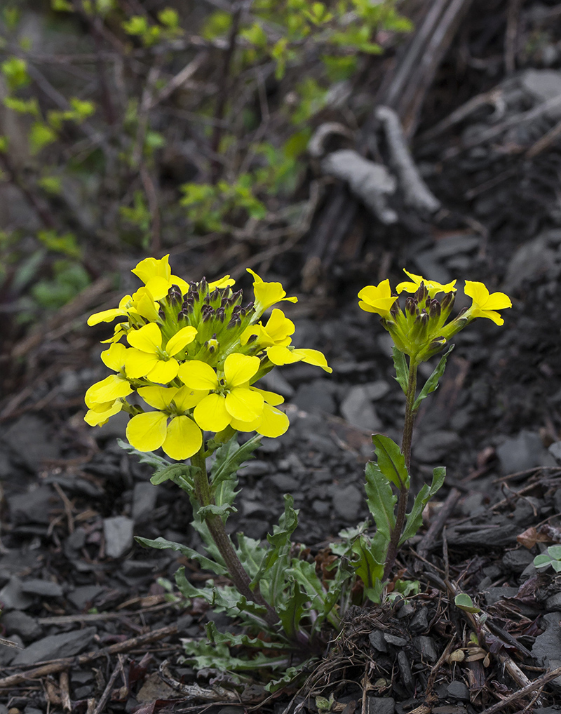 Изображение особи род Erysimum.