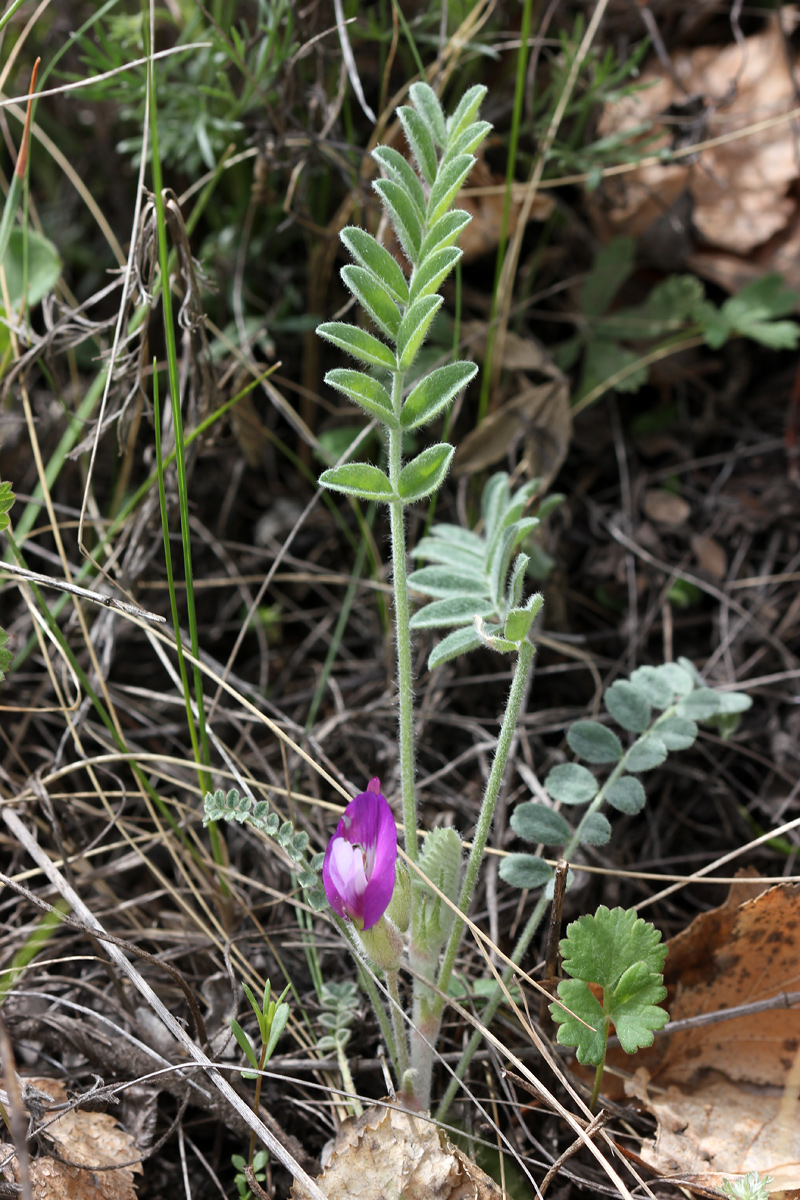 Изображение особи Astragalus testiculatus.