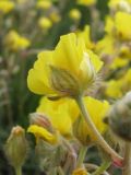 Helianthemum orientale