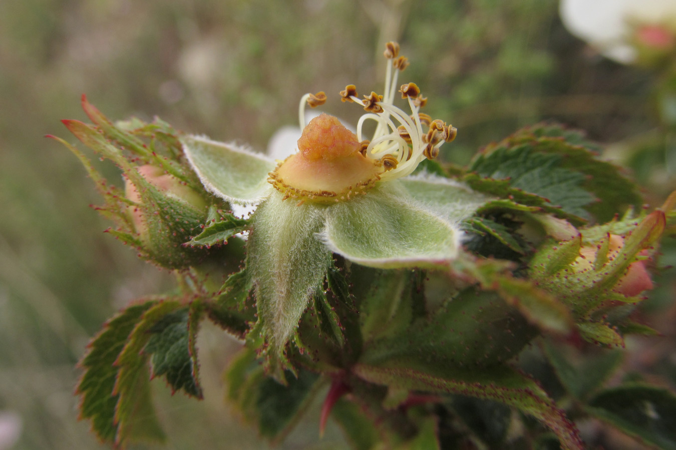 Изображение особи Rosa turcica.