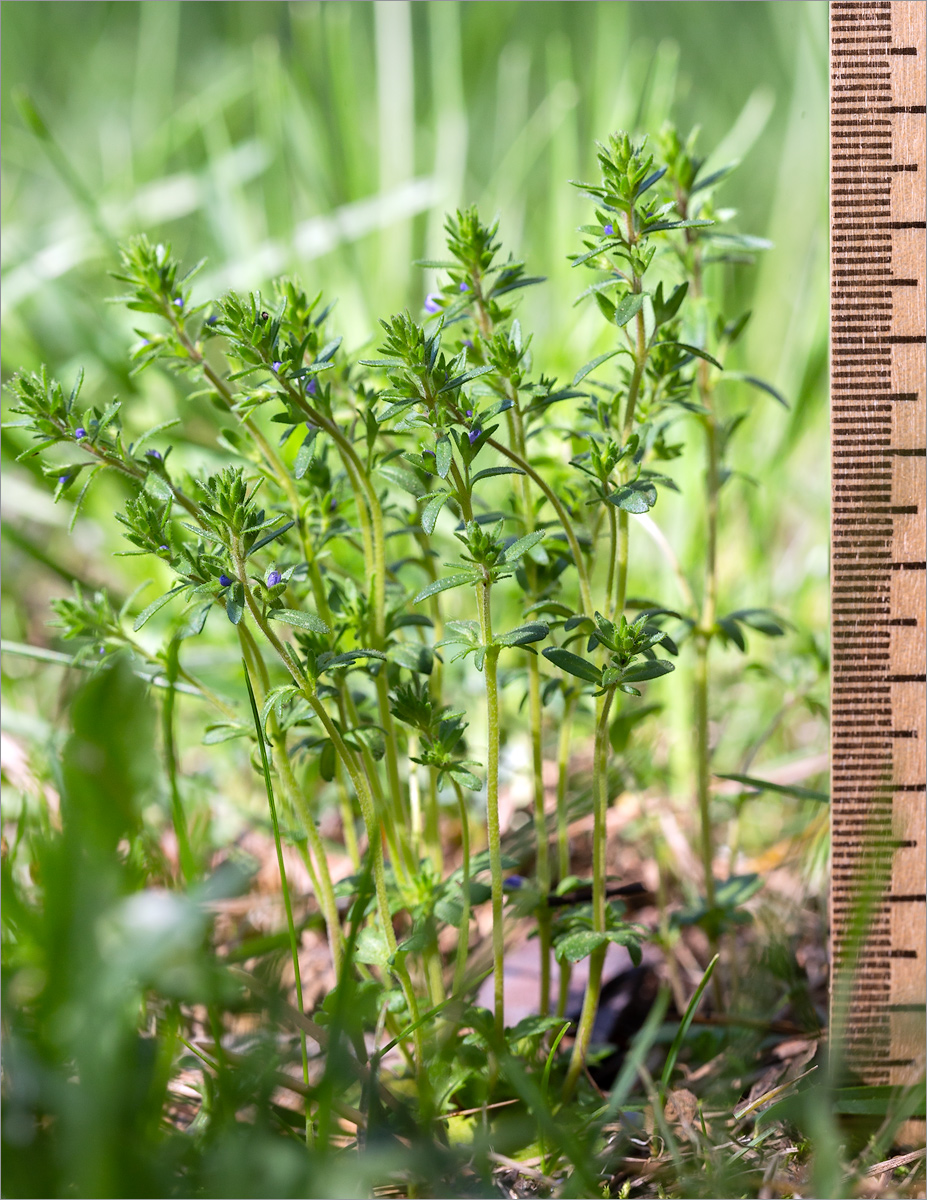 Image of Veronica verna specimen.