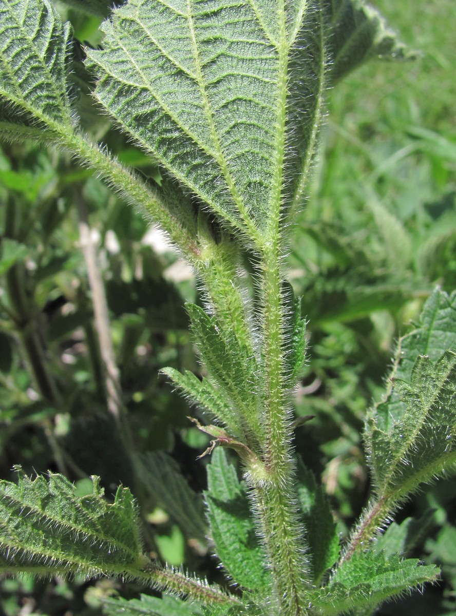 Изображение особи Urtica dioica.