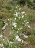 Teucrium orientale. Часть соцветия (гипохромная форма). Дагестан, Кумторкалинский р-н, хр. Нарат-Тюбе, редколесье на склоне. 31 мая 2019 г.