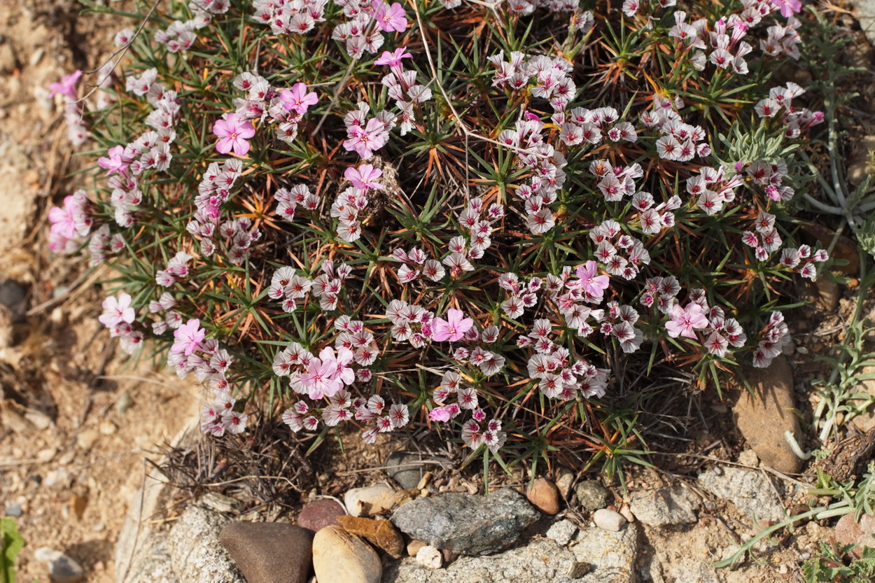 Image of genus Acantholimon specimen.