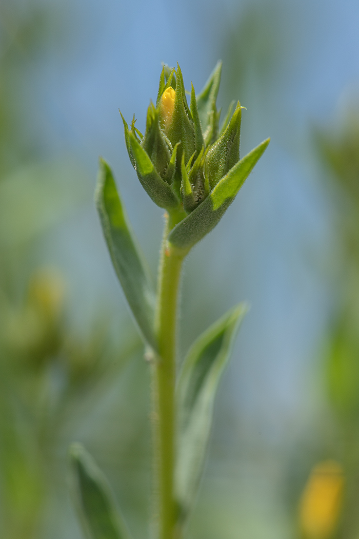 Image of Linum czernjajevii specimen.