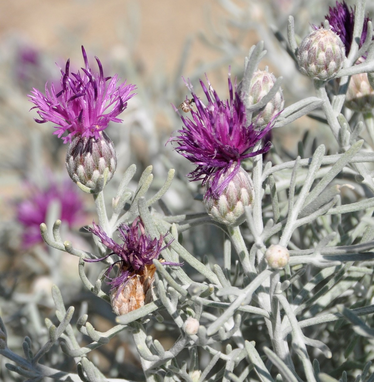 Изображение особи Centaurea akamantis.