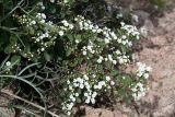 Spiraea pilosa