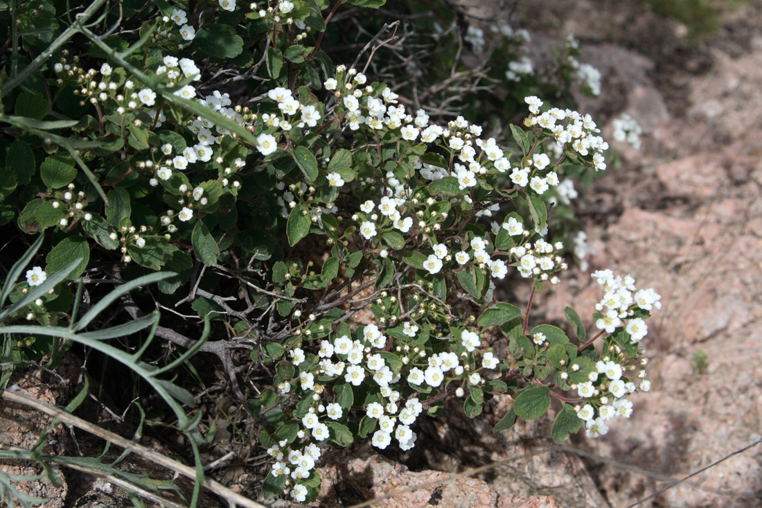 Image of Spiraea pilosa specimen.