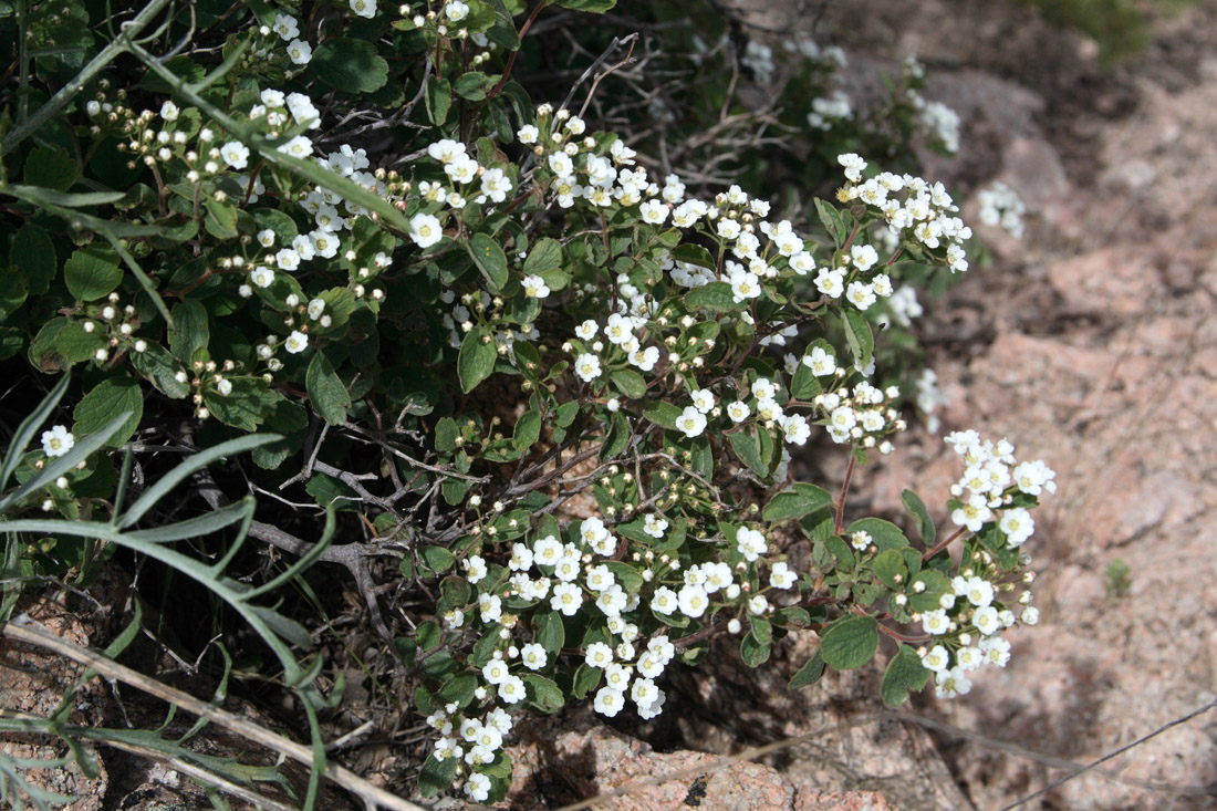 Изображение особи Spiraea pilosa.