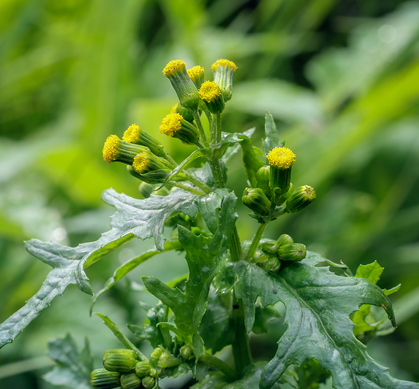 Изображение особи Senecio vulgaris.