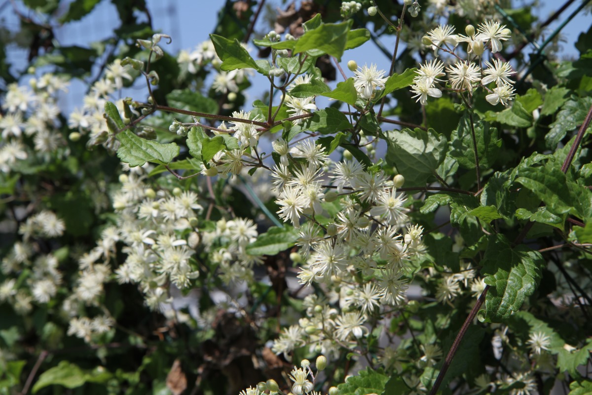 Изображение особи Clematis vitalba.