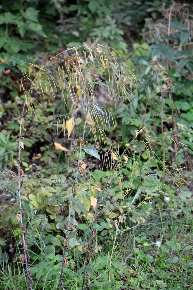 Image of Arabis pendula specimen.