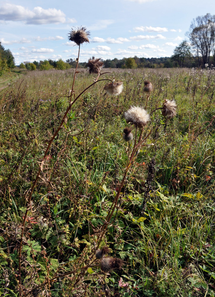 Image of Cirsium vulgare specimen.