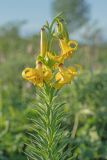 Lilium monadelphum. Верхушка цветущего растения. Краснодарский край, Мостовский р-н, ур. Бароновы поляны, субальпийский луг. 11.06.2019.