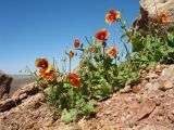 Glaucium elegans. Цветущие и плодоносящие растения в сообществе с Holosteum umbellatum. Казахстан, Жамбылская обл., Таласский р-н, Закаратауская равнина, склон чинка бугра Кызылтау, пестроцветы. 5 мая 2019 г.