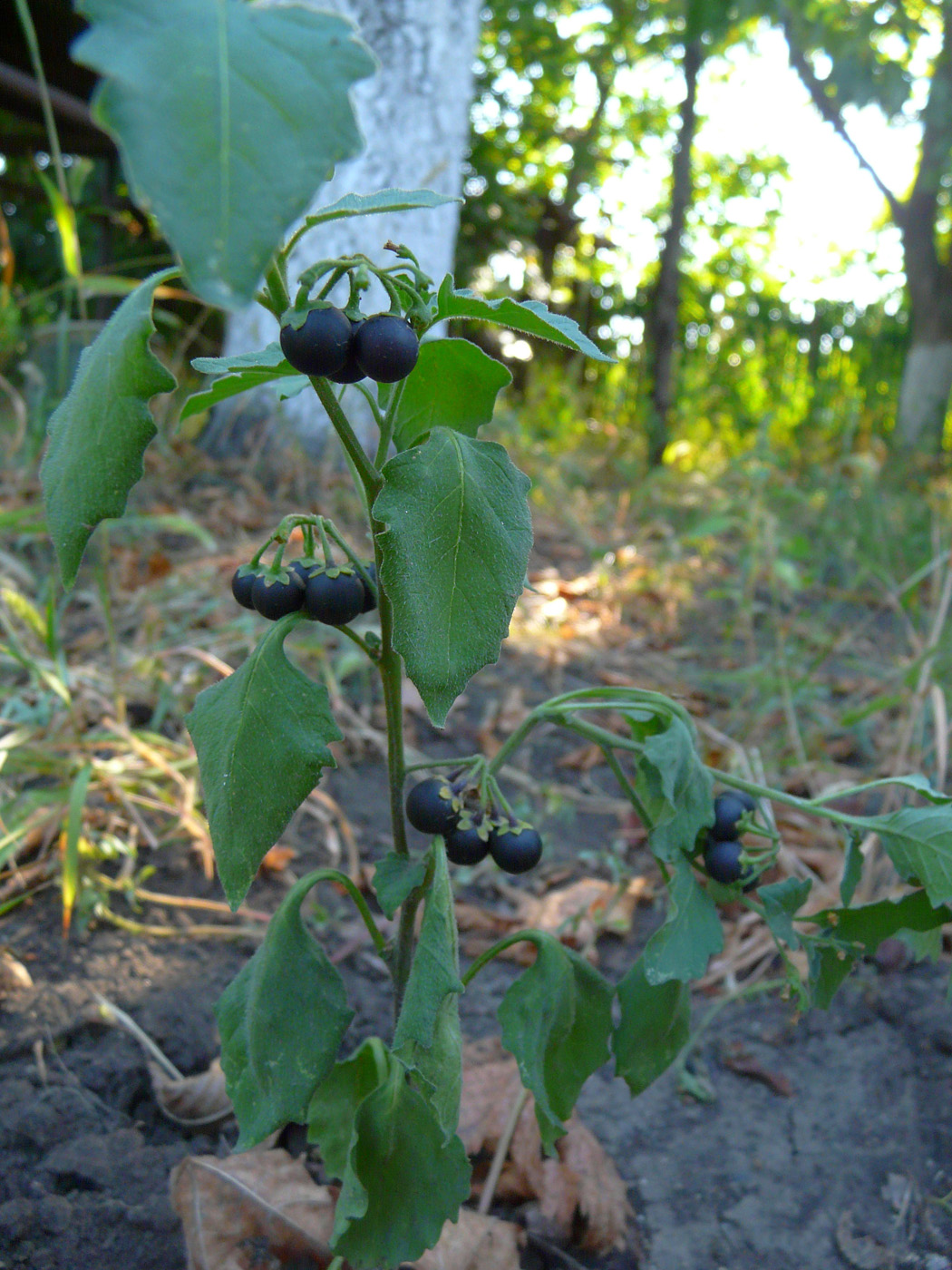 Image of Solanum nigrum specimen.