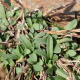 genus Dianthus