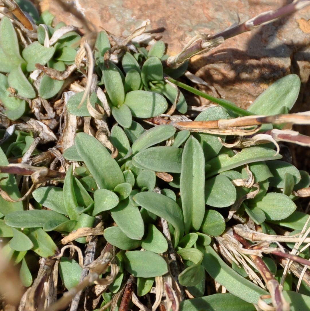 Image of genus Dianthus specimen.