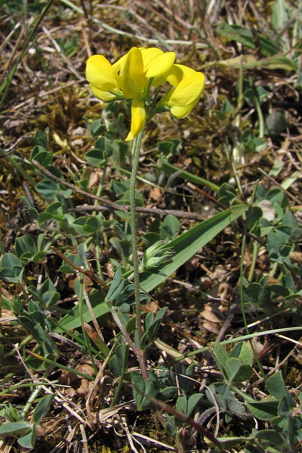 Image of Lotus corniculatus specimen.