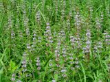 Mentha arvensis