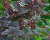 Berberis &times; ottawensis