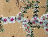 genus Salsola. Часть ветви с плодами. Астраханская обл., восточная окраина с. Досанг, пески около кладбища. 23.09.2019.