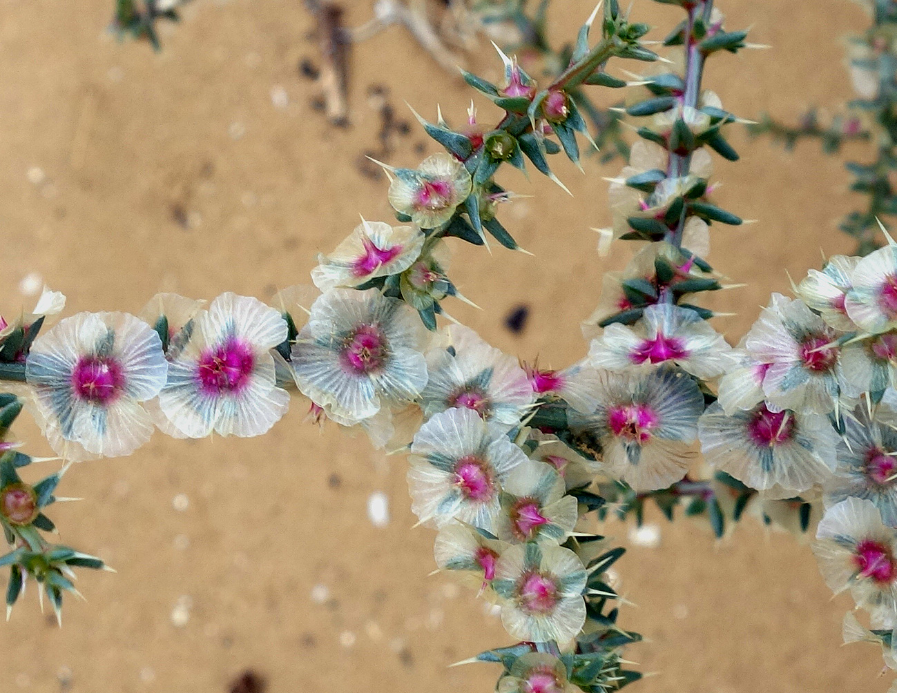 Image of genus Salsola specimen.