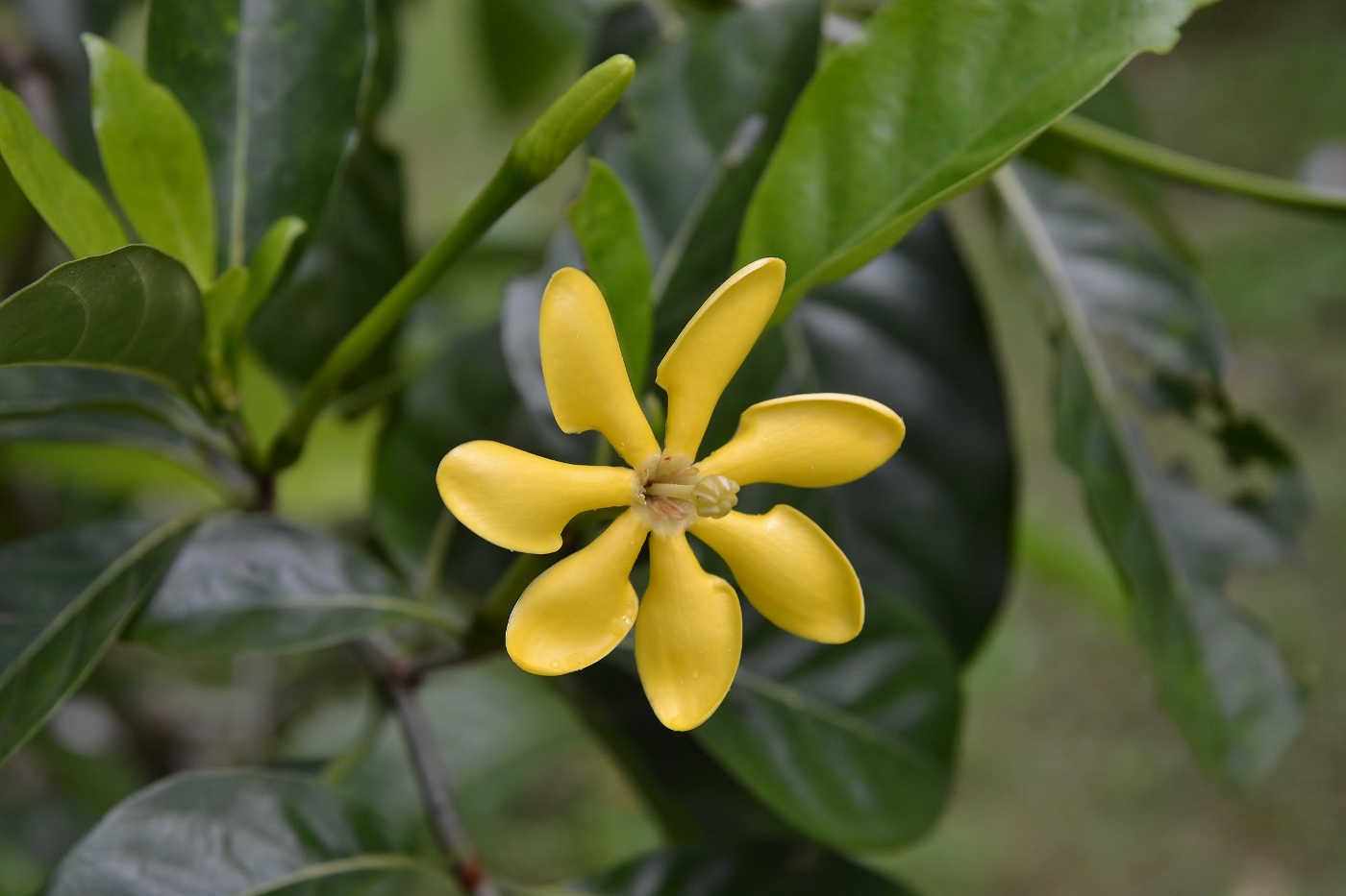 Image of Gardenia carinata specimen.