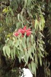 Eucalyptus sideroxylon. Ветвь с соцветиями. США, Калифорния, Сан-Франциско, в озеленении. 15.02.2017.