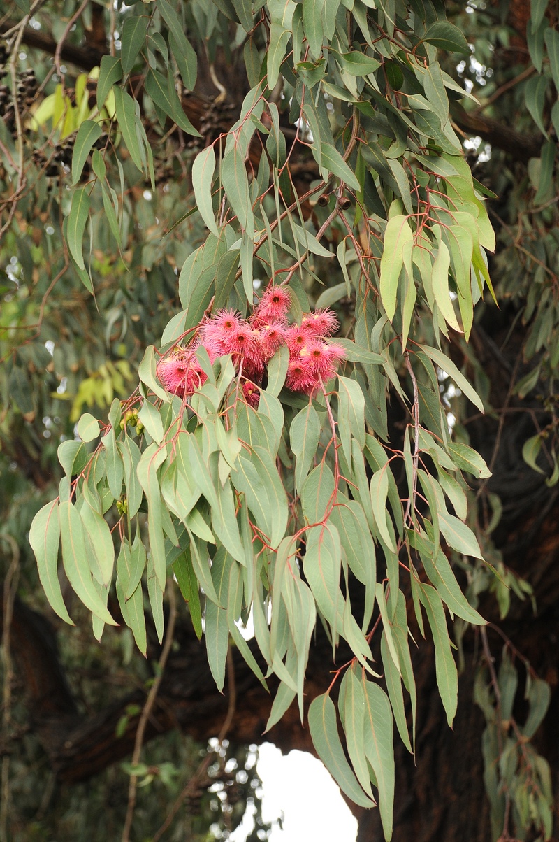 Изображение особи Eucalyptus sideroxylon.