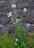 Hesperis подвид pseudonivea