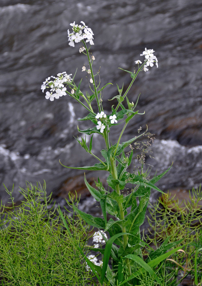 Image of Hesperis sibirica ssp. pseudonivea specimen.