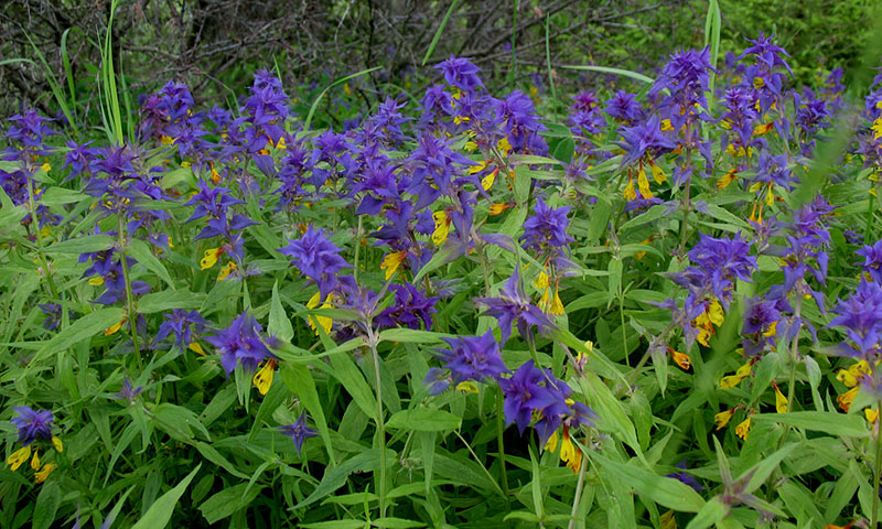 Image of Melampyrum nemorosum specimen.