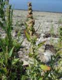 Chenopodium album. Верхушка цветущего растения в сообществе с Atriplex gmelinii (слева и справа). Сахалинская обл., Невельский р-н, побережье. 14.08.2019.
