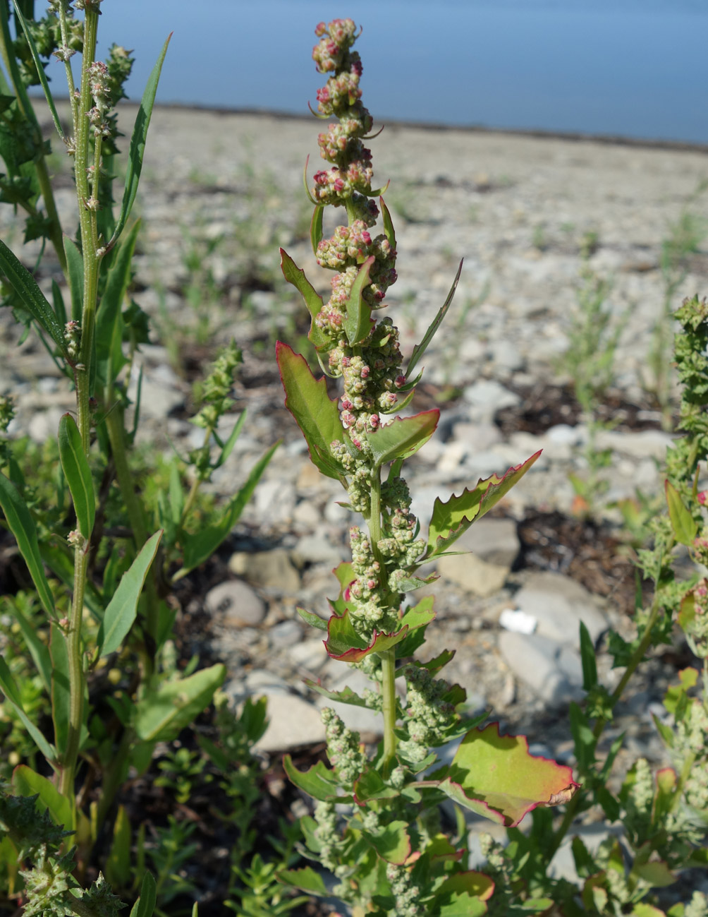 Изображение особи Chenopodium album.