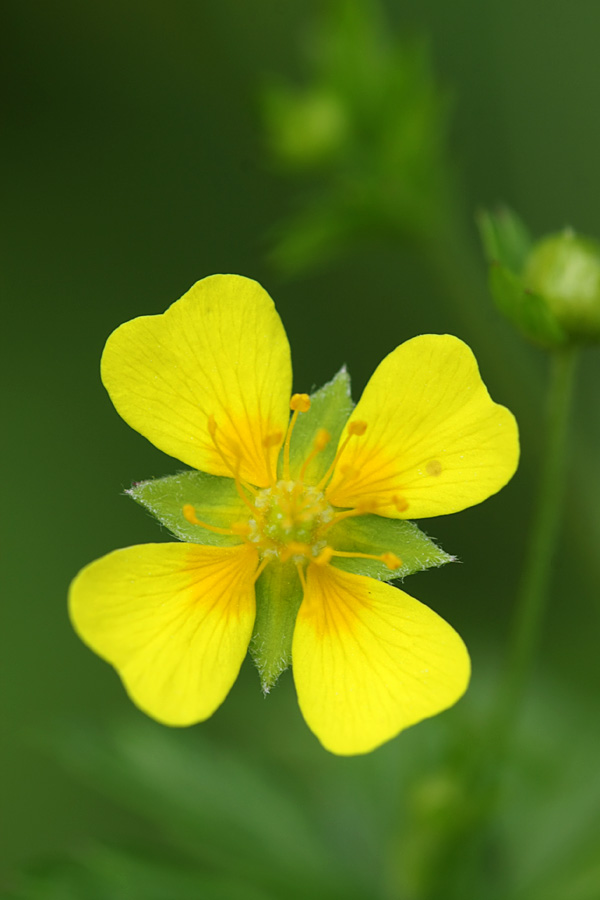 Изображение особи Potentilla erecta.