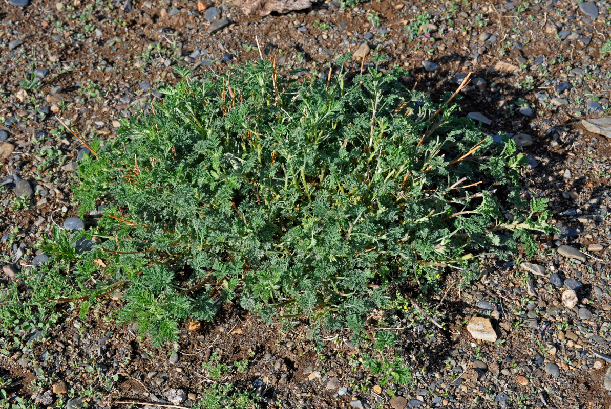 Image of Artemisia stechmanniana specimen.