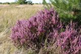 Calluna vulgaris. Цветущие растения. Псковская обл., Гдовский р-н, окр. дер. Спицино; побережье Чудского оз., прибрежная равнина на озёрных песках, сухой злаковый луг (на месте сосняка?) с отдельными молодыми Pinus sylvestris. 17.08.2019.