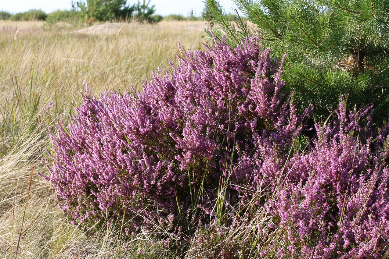 Image of Calluna vulgaris specimen.